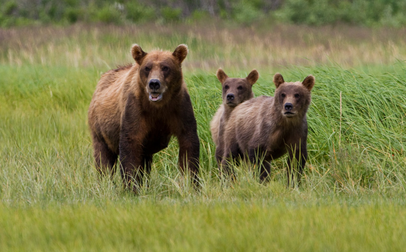 Grizzly Bear Sow And Cubs